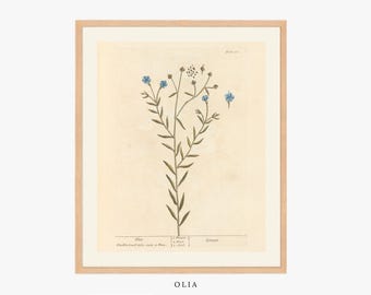 Puede incluir: Una ilustración botánica vintage de una delicada flor azul con un tallo largo y delgado y hojas. La ilustración está enmarcada en un marco de madera claro y tiene un fondo blanco.