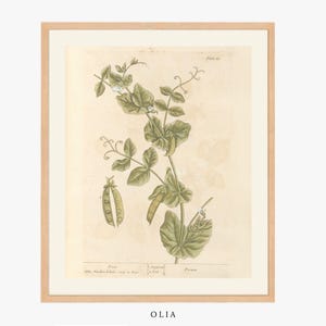 Garden Pea Painting | Botanical Art | Garden Artwork | Vintage Artwork | Fine Art Print | Digital Print | PRINTABLE