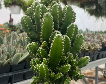 RARE & UNIQUE/Fairytale Cactus/Barbed Wire Cactus/Triangle Cactus/Cereus Paolina/Well Rooted 6”-8” tall Established Plant in 4” Pot