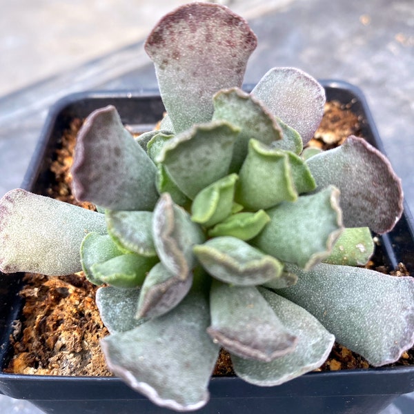 Crinkle Leaf Plant/Key Lime Pie Plant/Crassulaceae/Well Rooted Succulent/2” tall, 2” wide in 4” plastic Pot