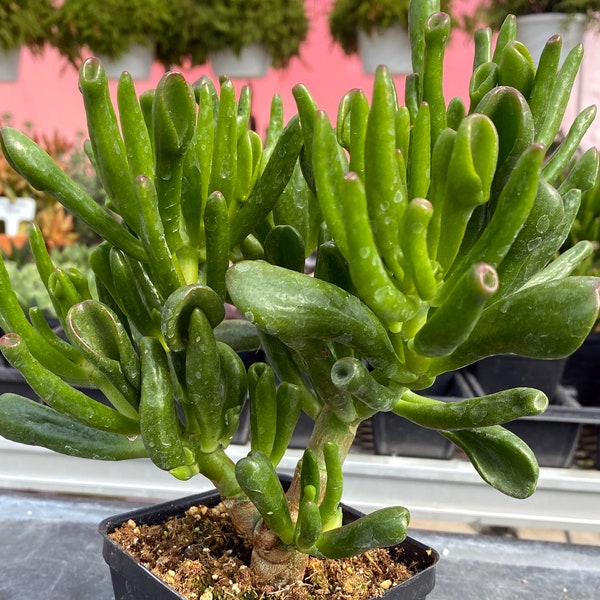 Crassula ovata/Gollum Jade/Shrek Ears/ET Fingers/6” tall, 8” wide/Well Rooted Succulent in 4” plastic Pot