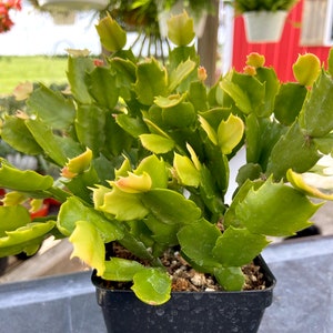 FASCINATING Thanksgiving Cactus/Holiday Cacti/Crab Cactus/Well Established plant/3.5 inch plastic pot