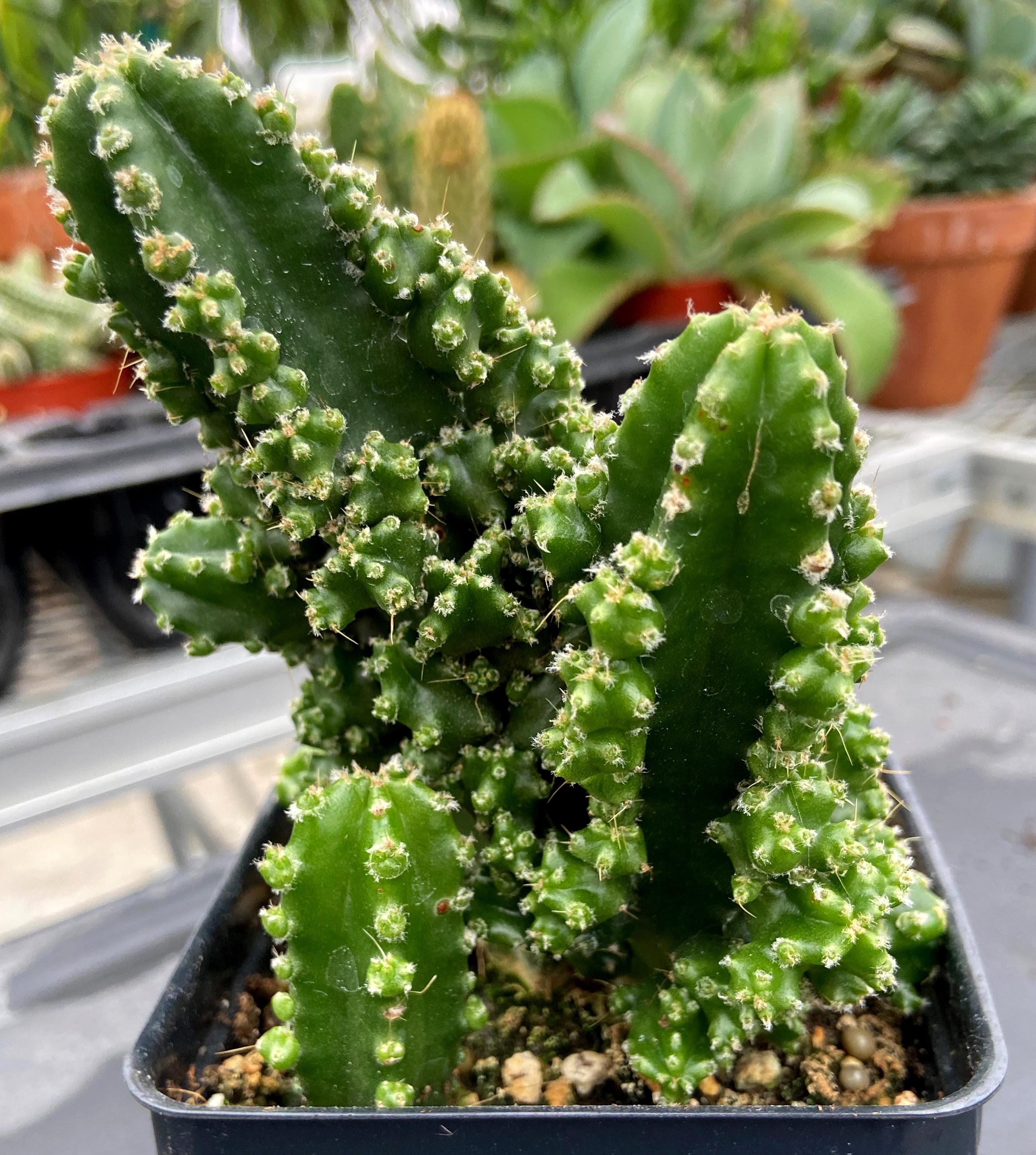 サボテン全書 All about CACTUS サボテン全書 All about CACTUS | パワポン・スパナンタナーノン