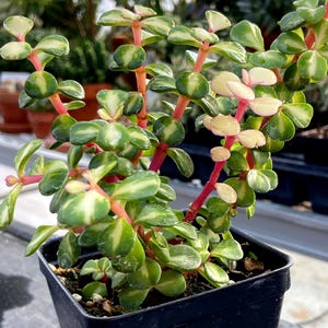 VARIEGATED Elephant Bush/Portulacaria afra/Purslane Tree/Dwarf Jade/Well Established plant/3.5 inch plastic pot