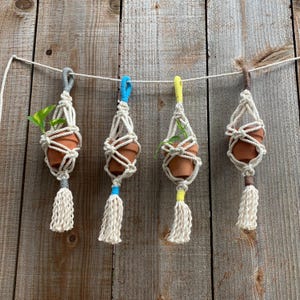 May include: Four macrame plant hangers with terracotta pots and small plants. The hangers are made with natural cotton cord and have colorful accents at the bottom.