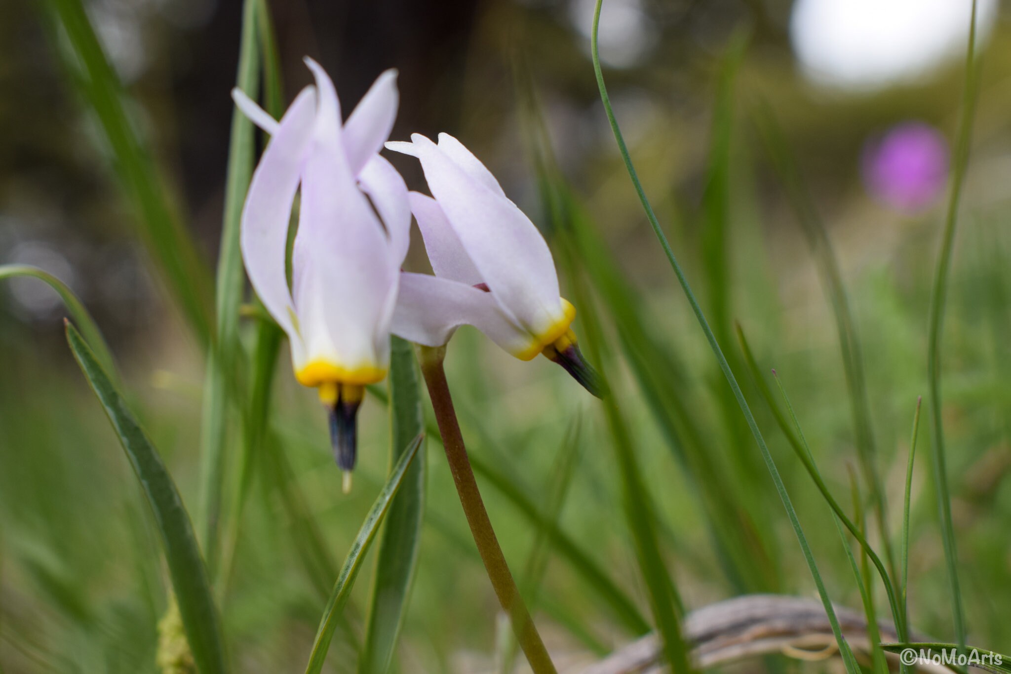 Download Photograph Of Rare Shooting Star Flower Etsy