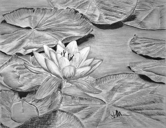 Leau De Fleur De Lys Impression De Dessin Au Fusain
