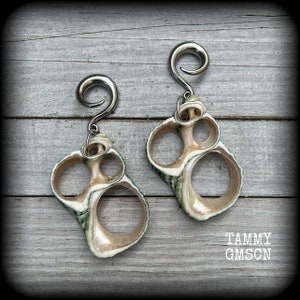 May include: A pair of shell earrings with a spiral hook design. The earrings are made from natural shells with green and white stripes. The hooks are silver-colored. The earrings are displayed on a gray wooden surface. The text "TAMMY GMSCN" is visible.