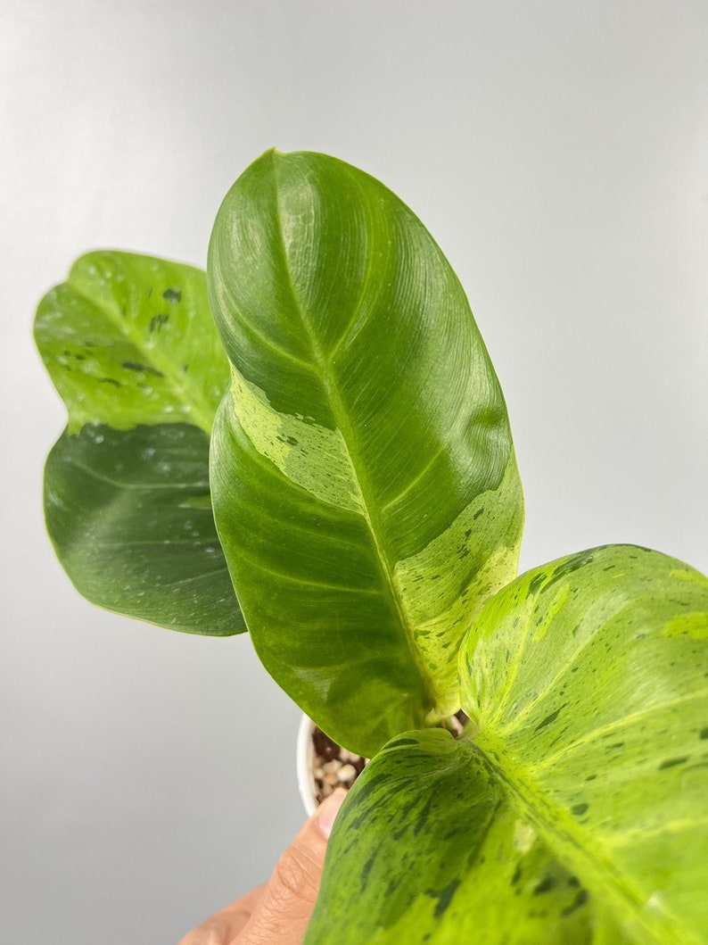 Rare Ruaysap Marble Philodendron - Etsy