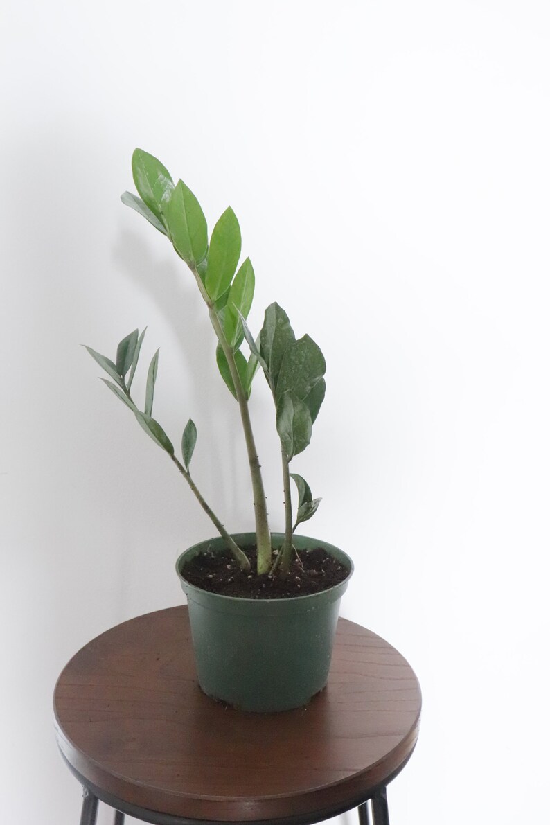 Zamioculcas zamiifolia ZZ Plant Zee Zee Plant ZiZi Plant Etsy