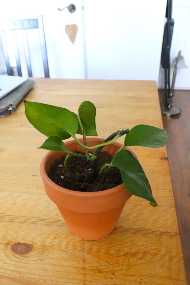 Baby Jade Pothos Epipremnum Aureum Easy House Plant Etsy
