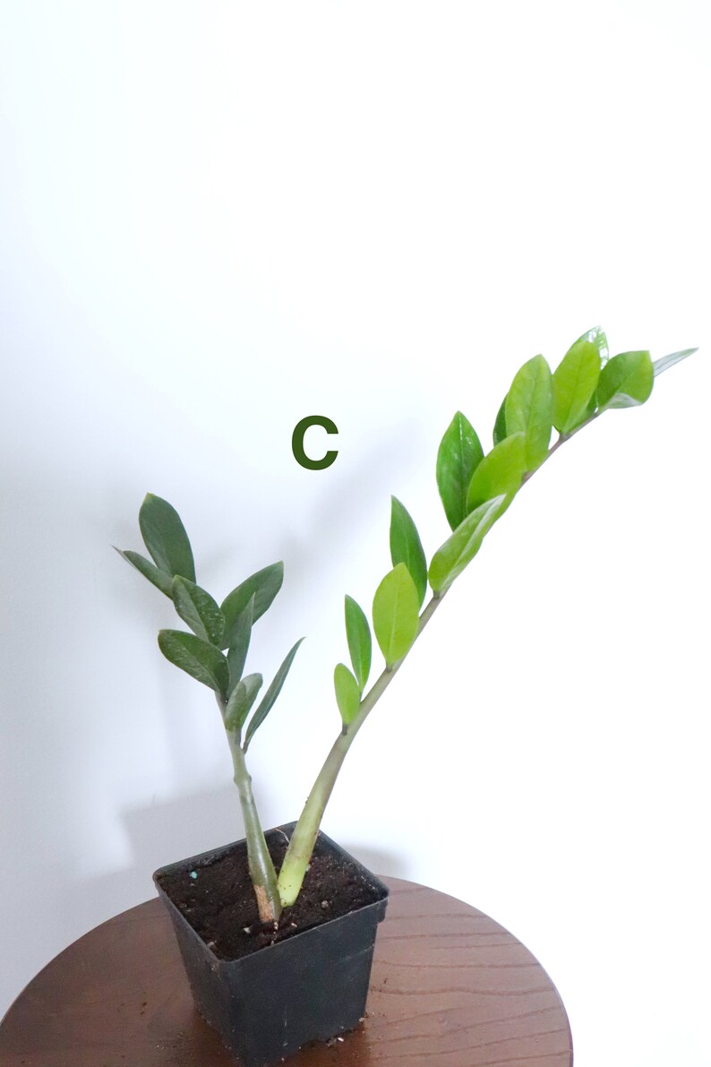 Zamioculcas zamiifolia ZZ Plant Zee Zee Plant ZiZi Plant | Etsy
