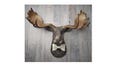 Faux Taxidermy Moose Head Wall Mount, Wall Decor