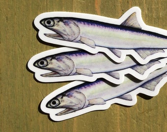 Anchovy Sticker 3-pack