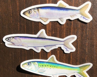 Three 3&quot; Bait Fish Stickers