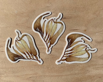 3 California giant kelp frond stickers
