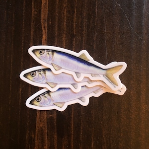 Three 3&quot; Pacific Herring Stickers