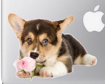 Pembroke Welsh Corgi puppy with a rose Cute and Fluffy - Vibrant High Resolution Full Color Vinyl Decal Sticker