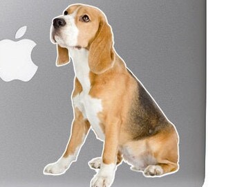 Beagle Puppy Dog Staring so cute - Vibrant High Resolution Full Color Vinyl Laptop Tablet Decal