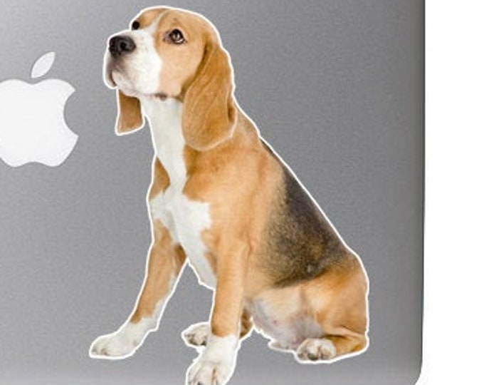 Beagle Puppy Dog Staring so cute - Vibrant High Resolution Full Color Vinyl Laptop Tablet Decal