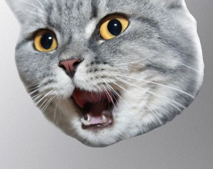 Surprised British Shorthair Cat - Vibrant High Resolution Full Color Vinyl Laptop Tablet Decal