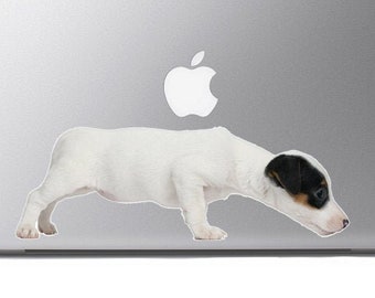 Jack Russell Terrier puppy sniffing - Vibrant High Resolution Full Color Vinyl Laptop Tablet Decal