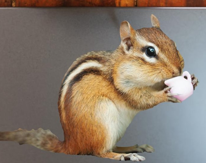 Chipmunk Sticker - Vibrant Color Vinyl Stickers for Laptops, Water Bottles, and Journals
