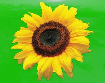 Realistic Sunflower Decal - Vinyl Sticker for Cars, Laptops, Windows and Water Bottles