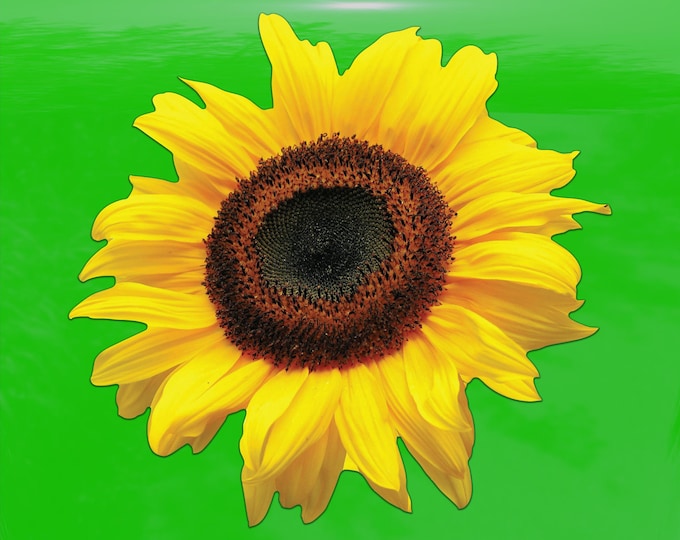 Realistic Sunflower Decal - Vinyl Sticker for Cars, Laptops, Windows and Water Bottles