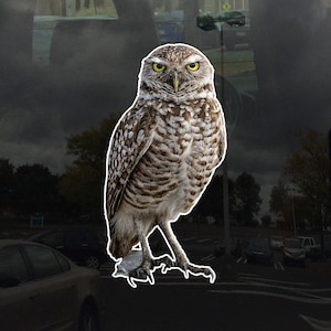 Photo Realistic Cute Owl Decal - Vinyl Sticker for Cars, Laptops, Windows and Water Bottles