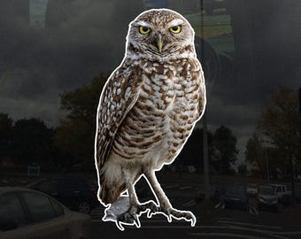 Photo Realistic Cute Owl Decal - Vinyl Sticker for Cars, Laptops, Windows and Water Bottles