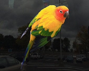 Sun Conure Bird Cling - Vibrant Static Cling Window Cling Indoor and Outdoor!