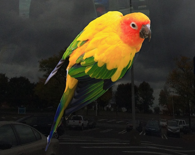 Sun Conure Bird Cling - Vibrant Static Cling Window Cling Indoor and Outdoor!