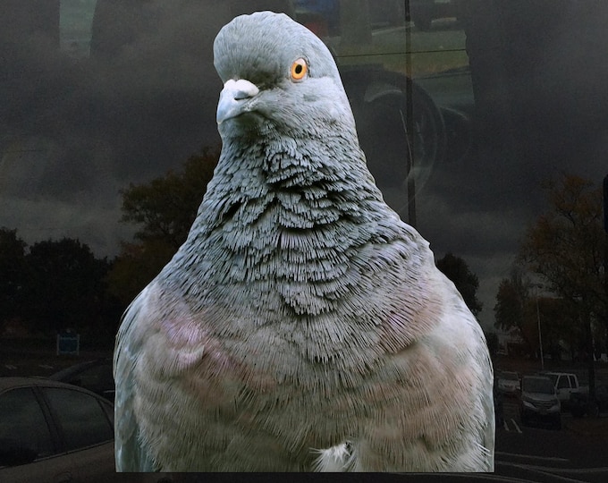 Pidgeon Window Cling - Vibrant Static Cling Window Cling Indoor and Outdoor!