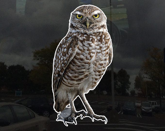 Photo Realistic Cute Owl Window Cling - Vibrant Static Cling Window Cling Indoor and Outdoor!