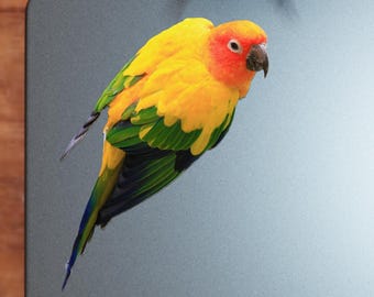 Sun Conure Bird Sticker - Vibrant Color Vinyl Stickers for Laptops, Water Bottles, and Journals