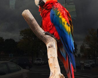 Scarlet Macaw Perched on Branch Window Cling - Vibrant Static Cling Window Cling Indoor and Outdoor!