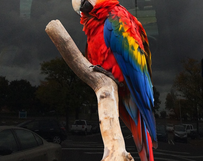 Scarlet Macaw Perched on Branch Window Cling - Vibrant Static Cling Window Cling Indoor and Outdoor!
