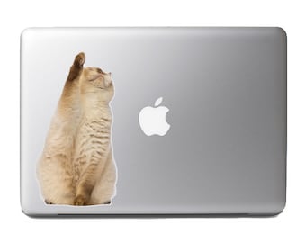 Cute Fluffy Animals #20 - Fat British Shorthair looking up and reaching - Vibrant High Resolution Full Color Vinyl Laptop Tablet Decal