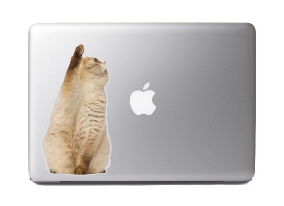Cute Fluffy Animals 20 Fat British Shorthair Looking Up And Etsy