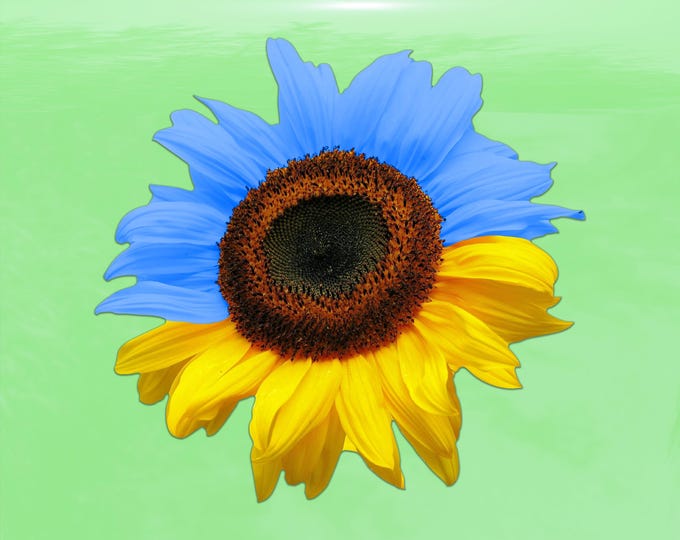 Ukraine Flag Colored Realistic Sunflower Decal - Vinyl Sticker for Cars, Laptops, Windows and Water Bottles