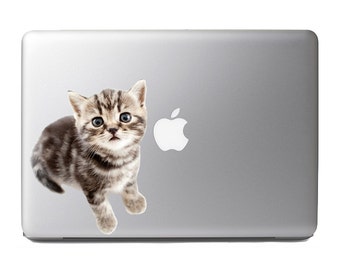 Cute Fluffy Animals #30 Top view of baby cat - Vibrant Hgh Resolution Full Color Vinyl Laptop Tablet Decal