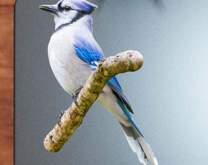 Blue Jay on Branch Sticker - Vibrant Color Vinyl Stickers for Laptops, Water Bottles, and Journals