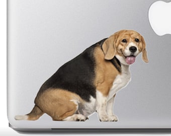 Cute Fluffy Animals #18- Fat Beagle sitting close shot - Vibrant High Resolution Full Color Vinyl Laptop Tablet Decal