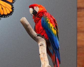 Scarlet Macaw Perched on Branch Sticker - Vibrant Color Vinyl Stickers for Laptops, Water Bottles, and Journals