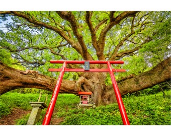 Okusu ShiShi Camphor Shrine Torii –TreeGirl Fine Art Nude Photographic Print on Canvas
