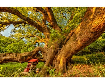 Ohkusu Shishi Shrine Sit Spot –TreeGirl Fine Art Nude Photographic Print on Canvas