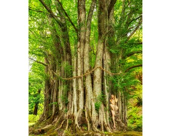 Katsura Shrine Entwine –TreeGirl Fine Art Nude Photographic Print on Canvas