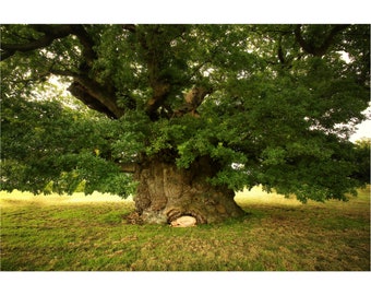 Bowthorpe Oak Nest –TreeGirl Nude Fine Art Print
