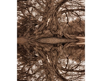 Monterey Cypressness World Tree Mirror –TreeGirl Fine Art Nude Photographic Print on Canvas